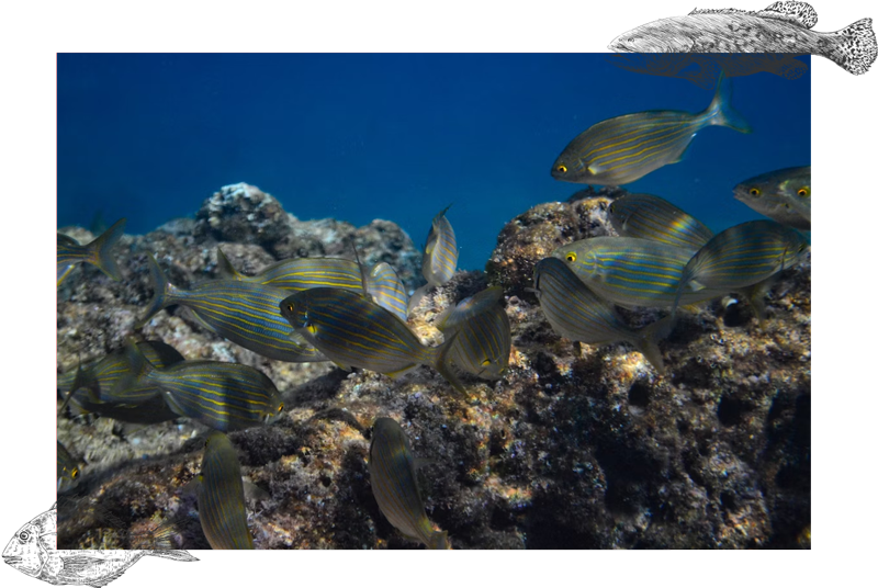 Photo d'un banc de poissons sous l'eau pour représenter la spécialité Fish Identification