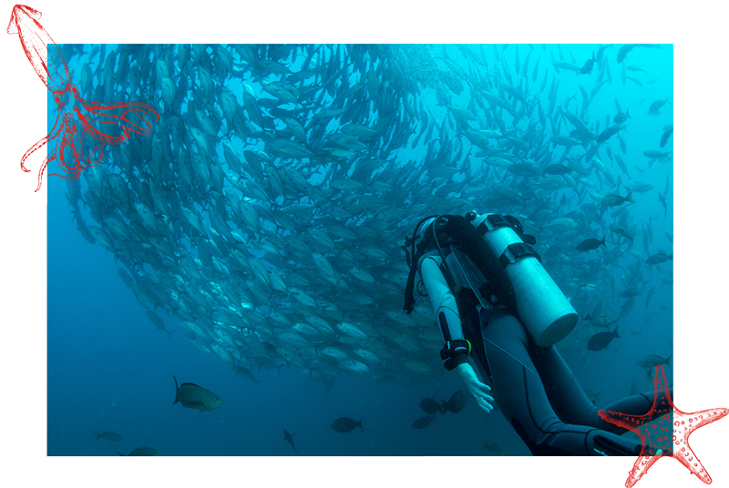 Photo d'un plongeur de dos devant un banc de poissons pour représenter la spécialité Science of Diving